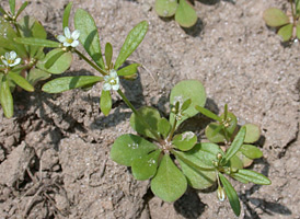 Green Carpetweed