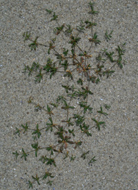 Green Carpetweed