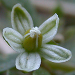 Green Carpetweed Green Carpetweed