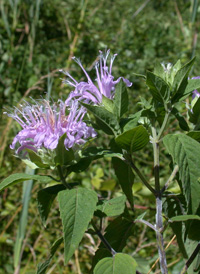 Wild Bergamot