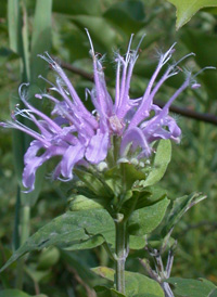 Wild Bergamot