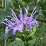 Wild Bergamot Wild Bergamot