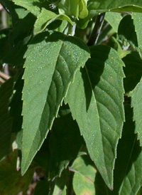 Wild Bergamot