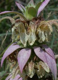 Spotted Beebalm