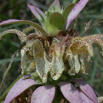 Spotted Beebalm Spotted Beebalm