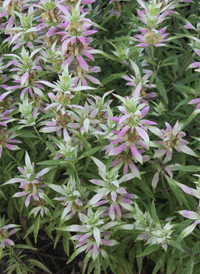 Spotted Beebalm