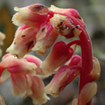 Pinesap Pinesap