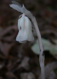 Indian-pipe