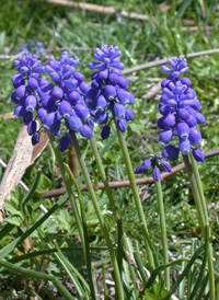 Compact Grape-hyacinth