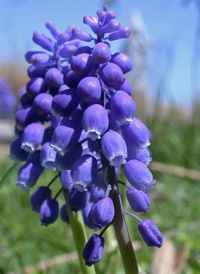 Compact Grape-hyacinth