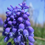 Compact Grape-hyacinth Compact Grape-hyacinth