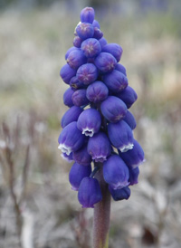 Compact Grape-hyacinth