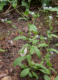 Field Forget-me-not