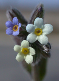 Changing Forget-me-not