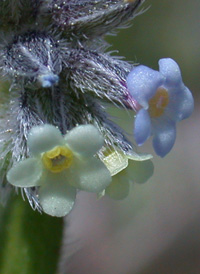 Changing Forget-me-not