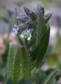 Changing Forget-me-not