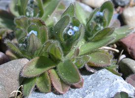 Small-flowered Forget-me-not