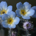 Small-flowered Forget-me-not Small-flowered Forget-me-not