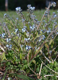 Small-flowered Forget-me-not