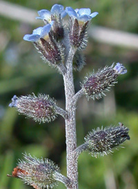 Small-flowered Forget-me-not