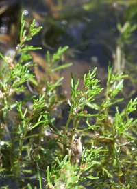 Low Water-milfoil