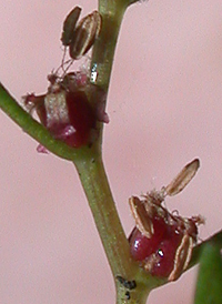 Low Water-milfoil