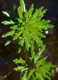 Pinnate Water-milfoil