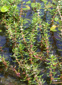 Pinnate Water-milfoil