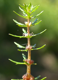 Pinnate Water-milfoil