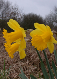 Common Daffodil