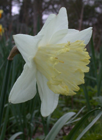 Common Daffodil