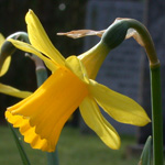 Hybrid Daffodil Hybrid Daffodil