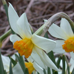 Hybrid Daffodil Hybrid Daffodil