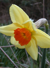 Common Daffodil