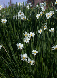 Pheasant's-eye Daffodil