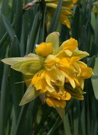 Common Daffodil