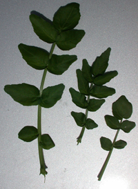 Common Watercress