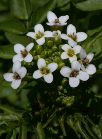 Common Watercress