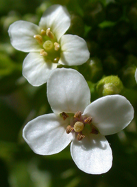 Common Watercress