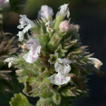 Cat-mint Cat-mint