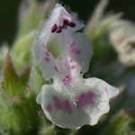 Cat-mint Cat-mint