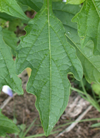 Apple-of-Peru