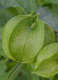 Apple-of-Peru