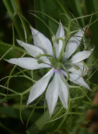 Love-in-a-mist