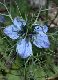 Love-in-a-mist