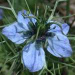 Love-in-a-mist Love-in-a-mist