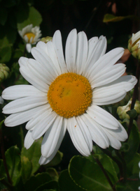 Nippon Daisy