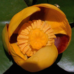 American Yellow Water-lily American Yellow Water-lily