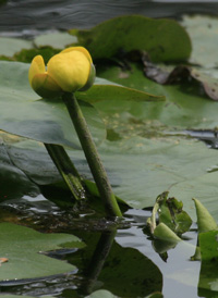 American Yellow Water-lily