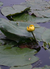 American Yellow Water-lily